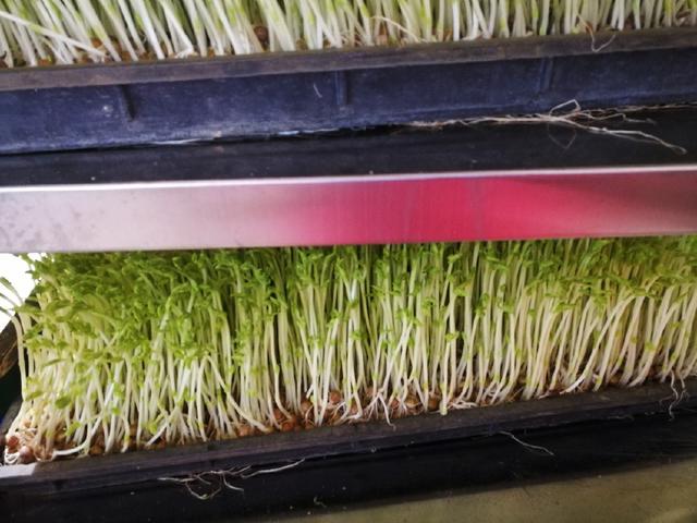 豌豆发芽成苗可以吃吗?豆苗嫩绿很是好看,可惜小编不会烹调啊!