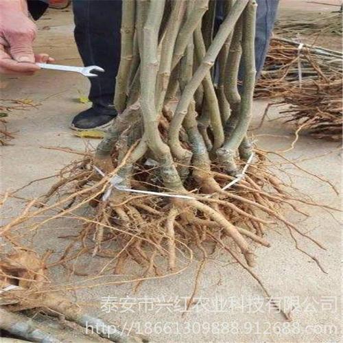 大红袍板栗树苗 泰山油板栗树苗 根系发达易成活 板栗苗基地供应华
