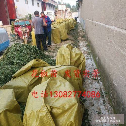 山东哪里有花椒苗,一棵花椒苗多少钱