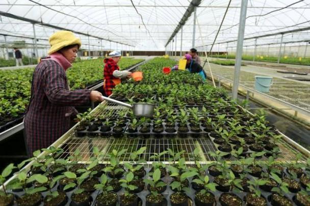 记者走基层科技育苗备春耕年年换苗果更甜